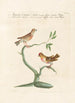 Ornithologia methodice digesta Pl338 - Saverio Manetti — Ansicht des Kunstwerks