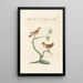 Ornithologia methodice digesta Pl338 - Saverio Manetti — gerahmtes Bild an der Wand