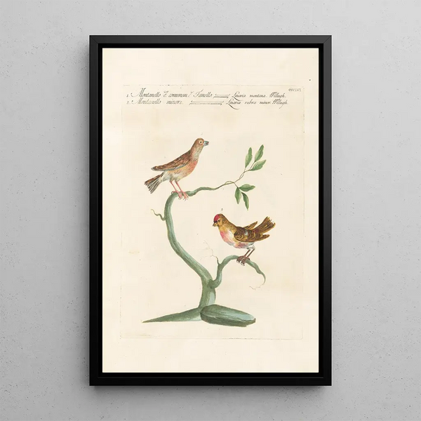 Ornithologia methodice digesta Pl338 - Saverio Manetti — gerahmtes Bild an der Wand