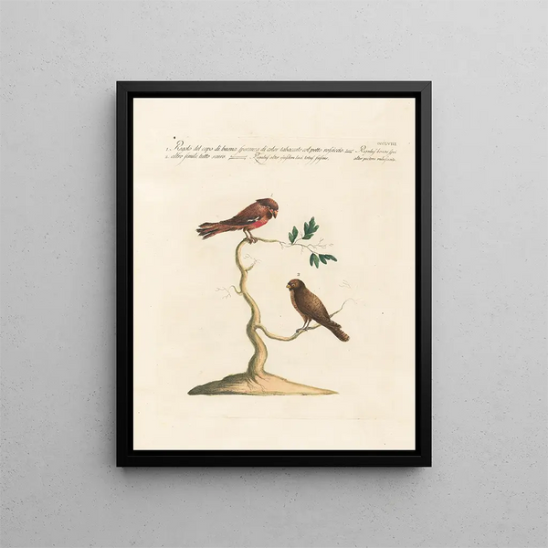 Ornithologie methodisch verdaut Pl340 - Saverio Manetti — gerahmtes Bild an der Wand