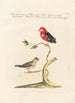 Ornithologia methodice digesta Pl342 - Saverio Manetti — Ansicht des Kunstwerks