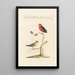 Ornithologia methodice digesta Pl342 - Saverio Manetti — gerahmtes Bild an der Wand