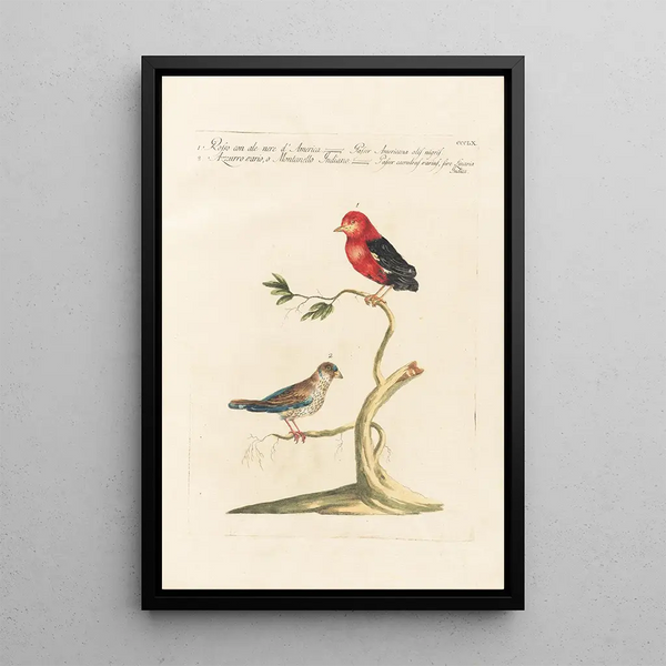 Ornithologia methodice digesta Pl342 - Saverio Manetti — gerahmtes Bild an der Wand