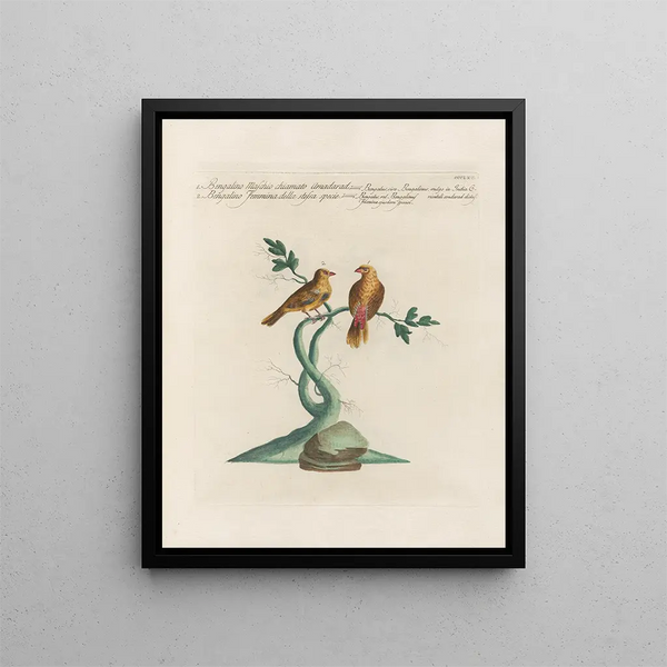 L ornithologie methodisch verdautes Gemälde Pl347 - Saverio Manetti — gerahmtes Bild an der Wand