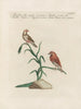 Ornithologie methodisch verdaut Pl349 - Saverio Manetti — Ansicht des Kunstwerks