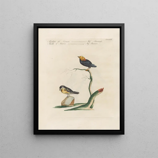 L ornithologie methodisch verdautes Gemälde Pl351 - Saverio Manetti — gerahmtes Bild an der Wand