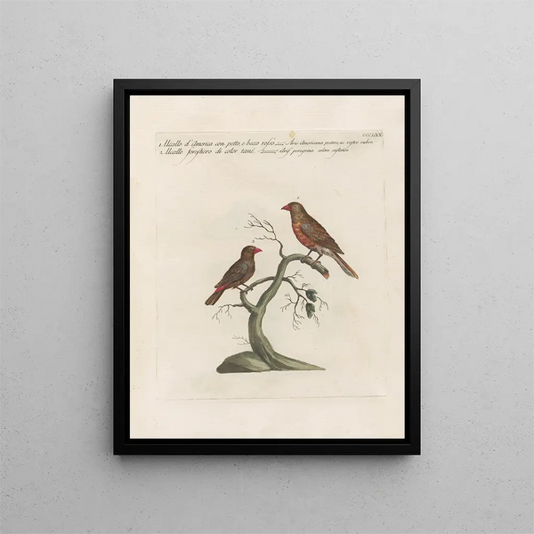 Ornithologie methodisch verdaut Pl352 - Saverio Manetti — gerahmtes Bild an der Wand