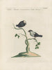 L'ornithologie méthodiquement digérée Pl353 - Saverio Manetti — Ansicht des Kunstwerks