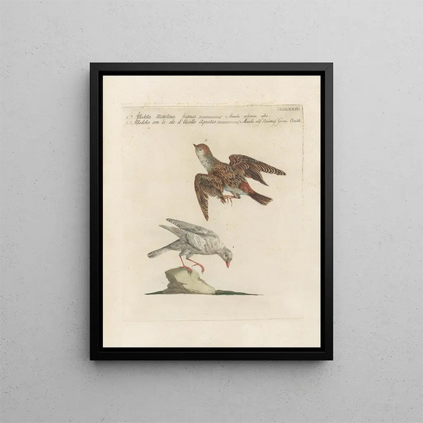 Ornithologie methodisch verdaut Pl355 - Saverio Manetti — gerahmtes Bild an der Wand