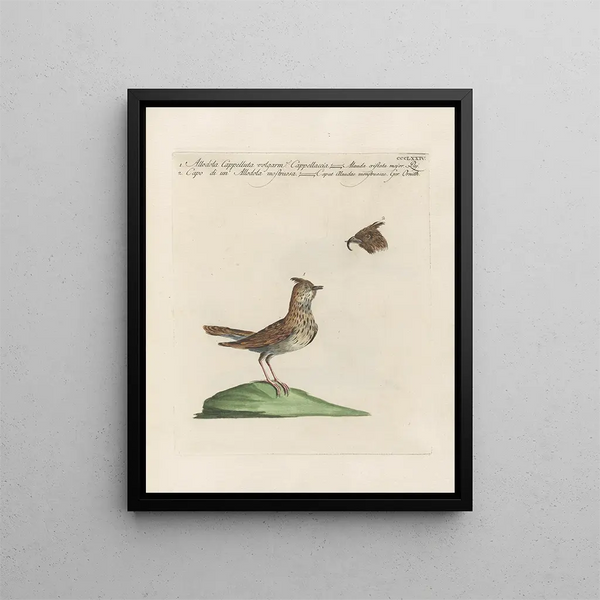 L'ornithologie methodisch verdaut Pl356 - Saverio Manetti — gerahmtes Bild an der Wand