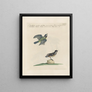 Saverio Manetti - Ornithologia methodice digesta Pl358.webp