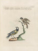 Ornithologie methodisch verdaut Pl359 - Saverio Manetti — Ansicht des Kunstwerks