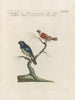 Ornithologie methodisch verdaut Pl360 - Saverio Manetti — Ansicht des Kunstwerks