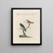 Ornithologie methodisch verdaut Pl360 - Saverio Manetti — gerahmtes Bild an der Wand