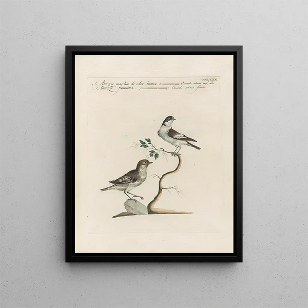 L'ornithologie méthodiquement digérée Pl363 - Saverio Manetti — gerahmtes Bild an der Wand