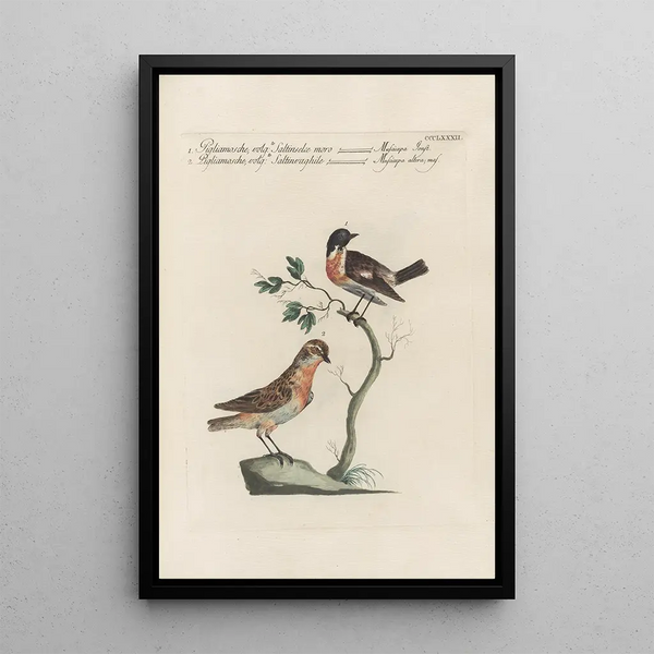 Ornithologia methodice digesta Pl364 - Saverio Manetti — gerahmtes Bild an der Wand