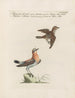 Ornithologie methodisch verdaut Pl365 - Saverio Manetti — Ansicht des Kunstwerks