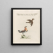 Ornithologie methodisch verdaut Pl365 - Saverio Manetti — gerahmtes Bild an der Wand
