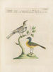L'ornithologie méthodiquement digérée Pl367 - Saverio Manetti — Ansicht des Kunstwerks