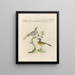 L'ornithologie méthodiquement digérée Pl367 - Saverio Manetti — gerahmtes Bild an der Wand