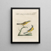 Ornithologie methodisch verdaut Pl368 - Saverio Manetti — gerahmtes Bild an der Wand
