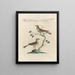 Ornithologie methodisch verdaut Pl370 - Saverio Manetti — gerahmtes Bild an der Wand
