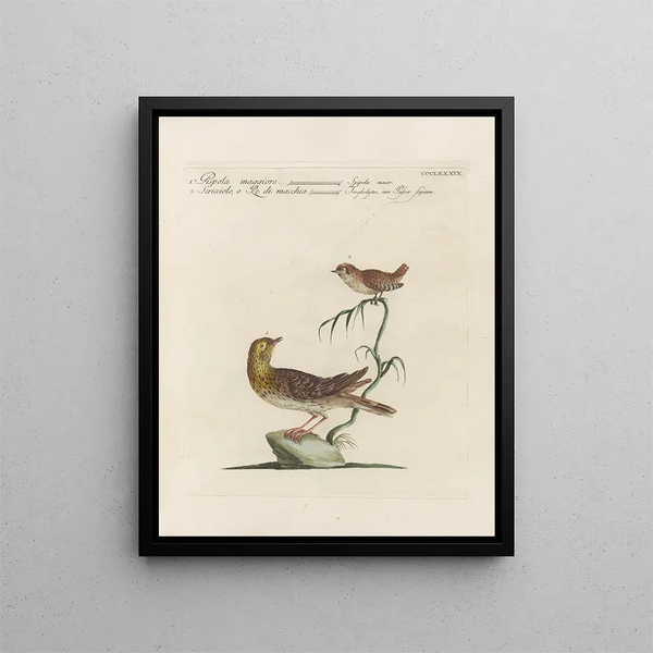 L ornithologie methodisch verdautes Gemälde Pl371 - Saverio Manetti — gerahmtes Bild an der Wand