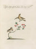 Ornithologie methodisch verdaute Gemälde Pl372 - Saverio Manetti — Ansicht des Kunstwerks