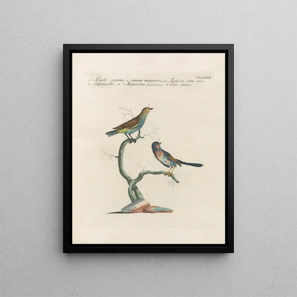 Saverio Manetti - Ornithologia methodice digesta Pl373.webp