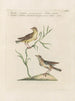 Ornithologie methodisch verdaut Pl374 - Saverio Manetti — Ansicht des Kunstwerks