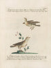 L'ornithologie a méthodiquement digéré Pl377 - Saverio Manetti — Ansicht des Kunstwerks