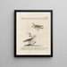 L'ornithologie a méthodiquement digéré Pl377 - Saverio Manetti — gerahmtes Bild an der Wand