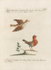 Ornithologie methodisch verdaut Pl378 - Saverio Manetti — Ansicht des Kunstwerks