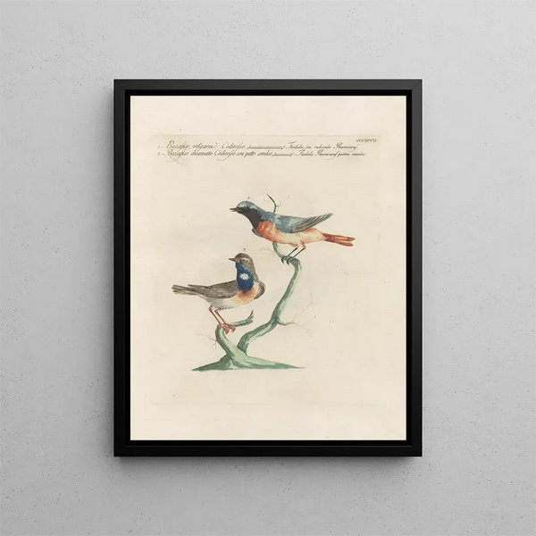 Ornithologie methodisch verarbeiteter Gemälde Pl379 - Saverio Manetti — gerahmtes Bild an der Wand