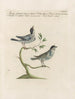 Ornithologie methodisch verdaut Pl380 - Saverio Manetti — Ansicht des Kunstwerks