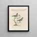 Ornithologie methodisch verdaut Pl380 - Saverio Manetti — gerahmtes Bild an der Wand