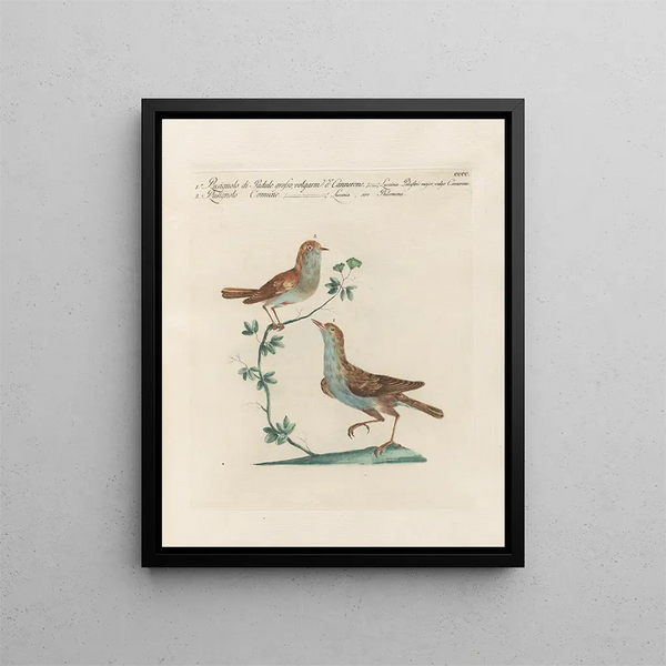 Saverio Manetti - Ornithologia methodice digesta Pl382.webp