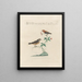 L Ornithologie methodisch verdaut Pl383 - Saverio Manetti — gerahmtes Bild an der Wand