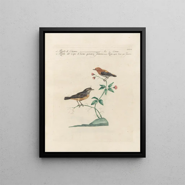 L Ornithologie methodisch verdaut Pl383 - Saverio Manetti — gerahmtes Bild an der Wand