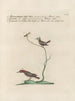 Ornithologie methodisch verdaut Pl384 - Saverio Manetti — Ansicht des Kunstwerks
