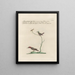Ornithologie methodisch verdaut Pl384 - Saverio Manetti — gerahmtes Bild an der Wand