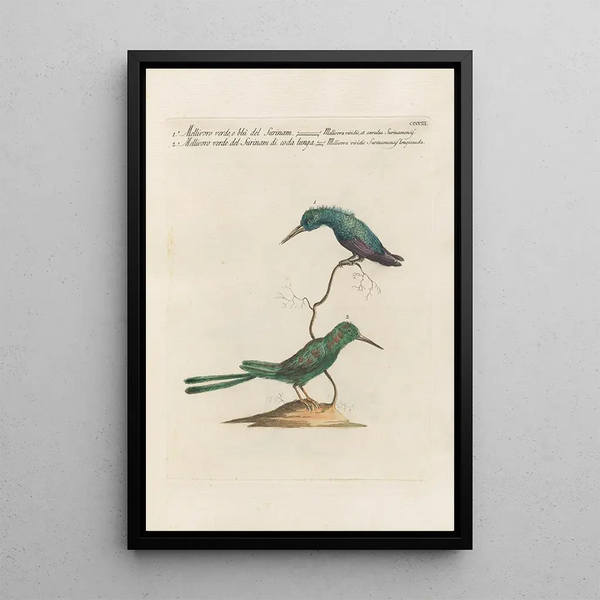 Ornithologia methodice digesta Pl385 - Saverio Manetti — gerahmtes Bild an der Wand