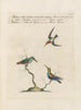 Ornithologie methodisch verdaut Pl386 - Saverio Manetti — Ansicht des Kunstwerks