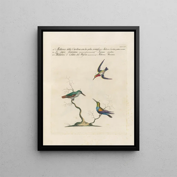 Ornithologie methodisch verdaut Pl386 - Saverio Manetti — gerahmtes Bild an der Wand
