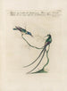 Ornithologie methodisch verdaut Pl388 - Saverio Manetti — Ansicht des Kunstwerks