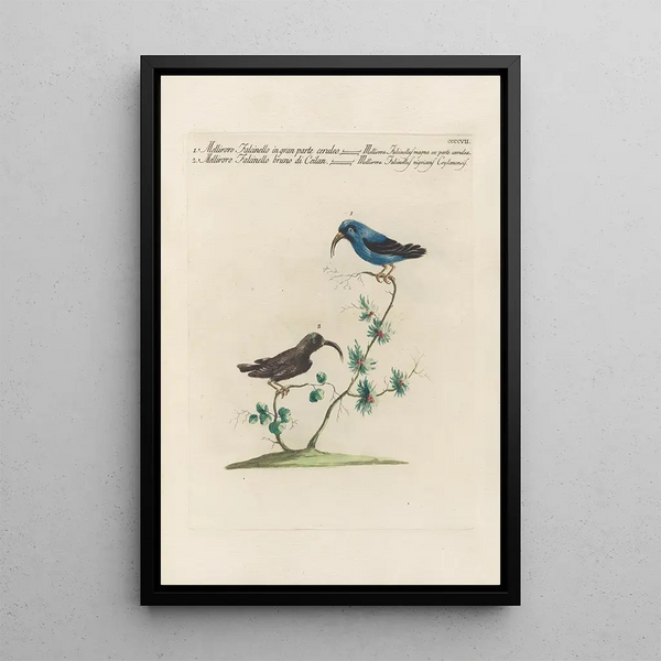 Ornithologia methodice digesta Pl389 - Saverio Manetti — gerahmtes Bild an der Wand