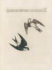 Ornithologie methodisch verdaut Pl390 - Saverio Manetti — Ansicht des Kunstwerks