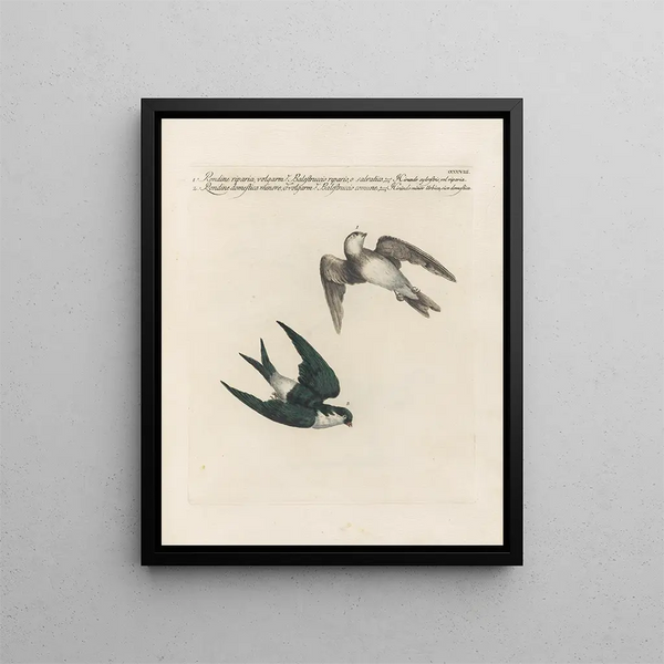 Ornithologie methodisch verdaut Pl390 - Saverio Manetti — gerahmtes Bild an der Wand