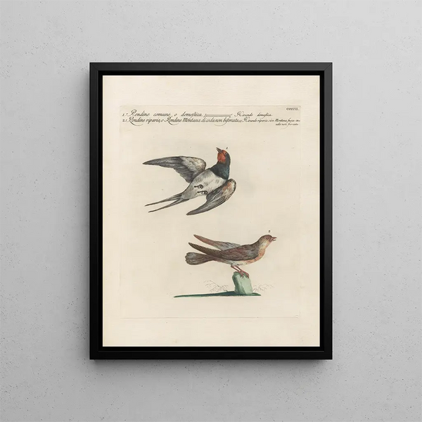 Saverio Manetti - Ornithologia methodice digesta Pl391.webp