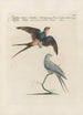 Ornithologia methodice digesta Pl392 - Saverio Manetti — Ansicht des Kunstwerks